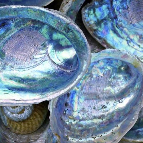 muszle abalone